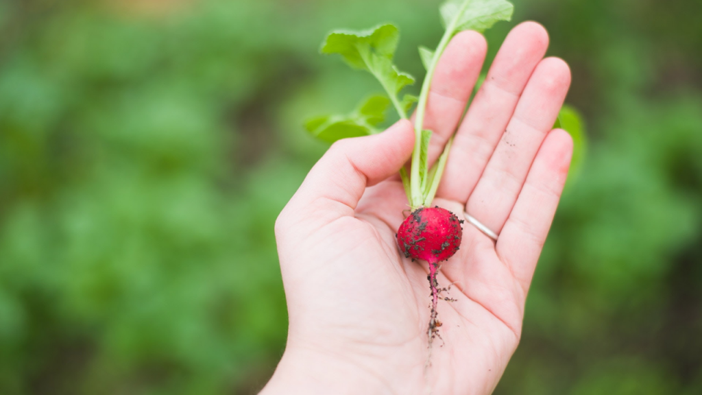 Image: blurred green background, a left hand with a ring in the ring finger holding a single radish with some dirt on it.