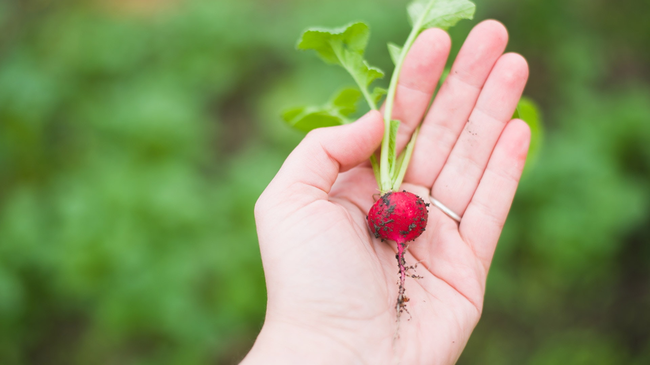 Image: blurred green background, a left hand with a ring in the ring finger holding a single radish with some dirt on it.