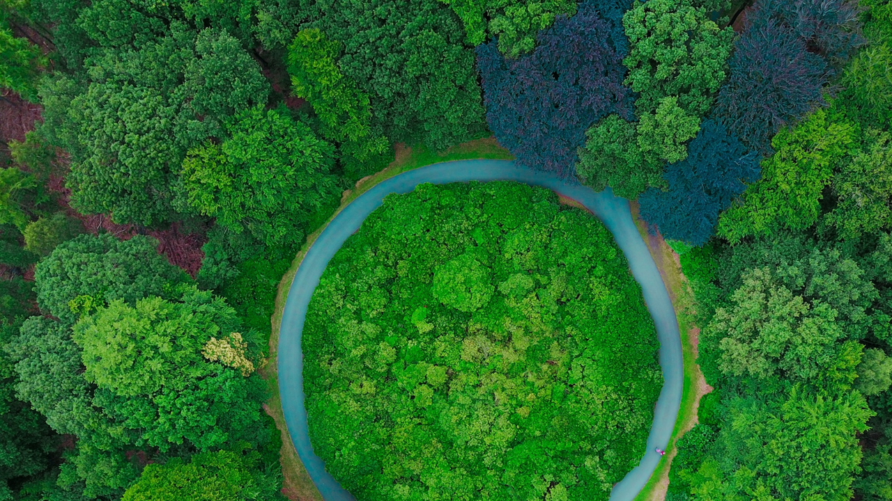 Image: An aerial shot from above of thick leafed treetops, a circular track of road in the middle of the woods, two people walking on the right bend of the road.