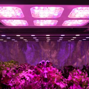 Smart indoor farm and Photoperiodism concept. Selective focus on sprinkler water head and Artificial LED panel light source used in an experiment on vegetables plant growth